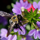 Image for article titled My Enemies In Nature, Ranked